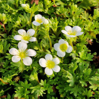 SAXIFRAGA arendsii 'Alba'