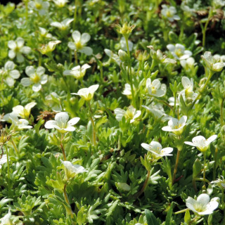 Plantes Vivaces SAXIFRAGA arendsii 'Alba' - Saxifrage mousse en vente - Pépinière Lepage .