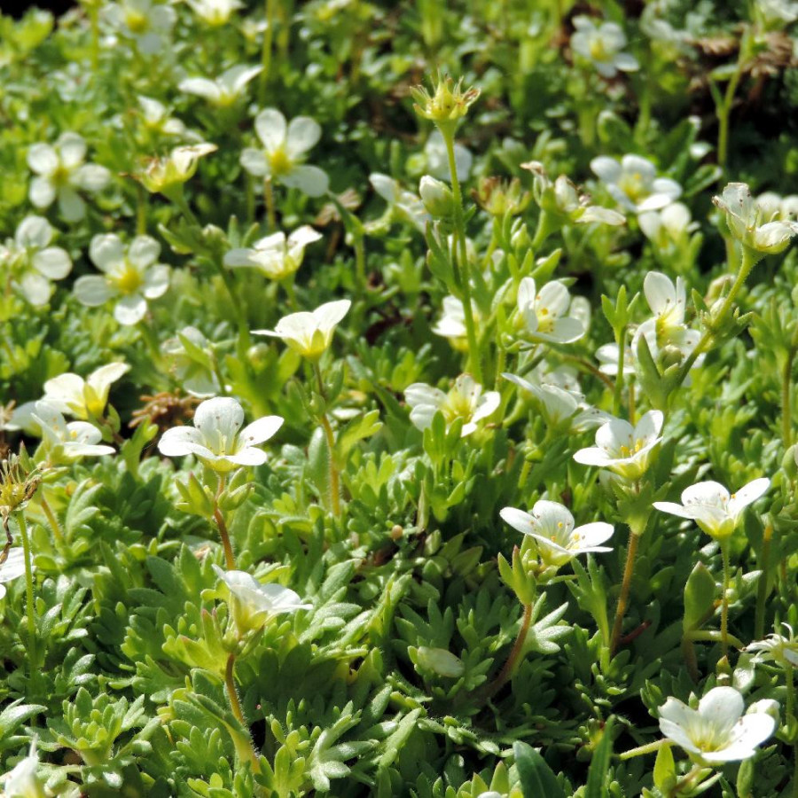 Plantes Vivaces SAXIFRAGA arendsii 'Alba' - Saxifrage mousse en vente - Pépinière Lepage .