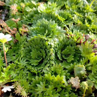 Plantes Vivaces SAXIFRAGA arendsii 'Alba' - Saxifrage mousse en vente - Pépinière Lepage .