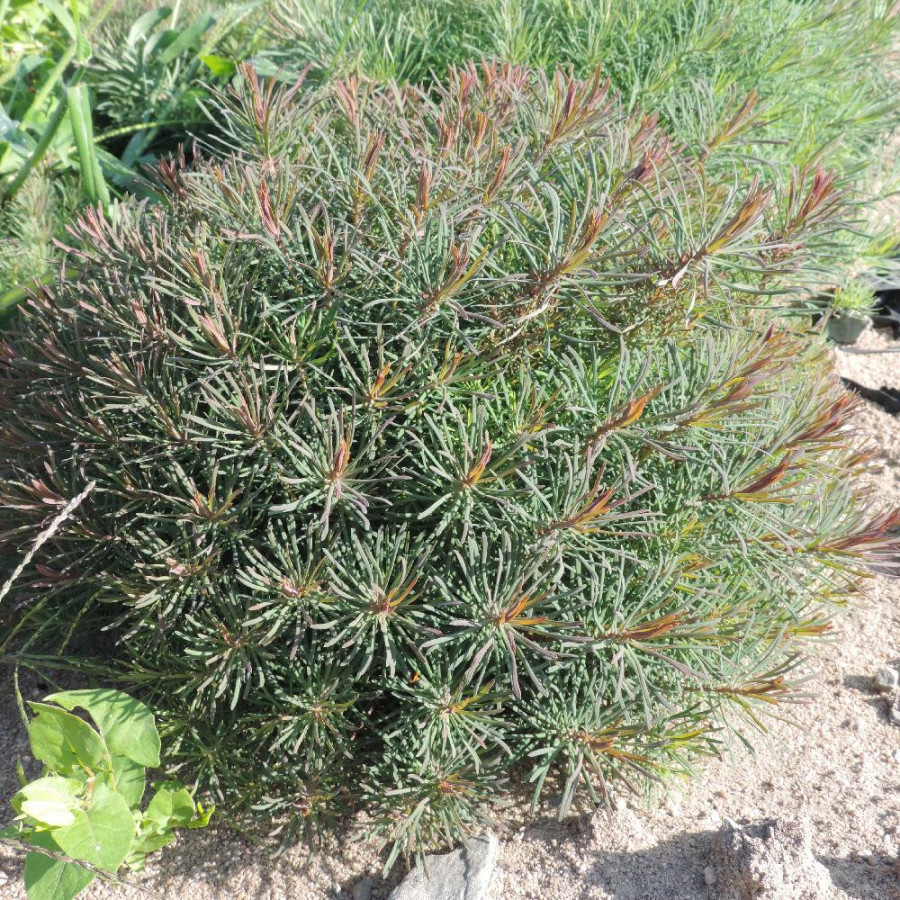 Plantes Vivaces EUPHORBIA cyparissias 'Clarice Howard' - Euphorbe faux cyprès en vente - Pépinière Lepage .