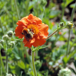 Plantes Vivaces GEUM 'Prinses Juliana' - Benoîte en vente - Pépinière Lepage .
