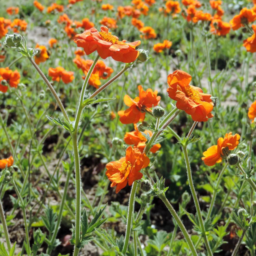 Plantes Vivaces GEUM 'Prinses Juliana' - Benoîte en vente - Pépinière Lepage .