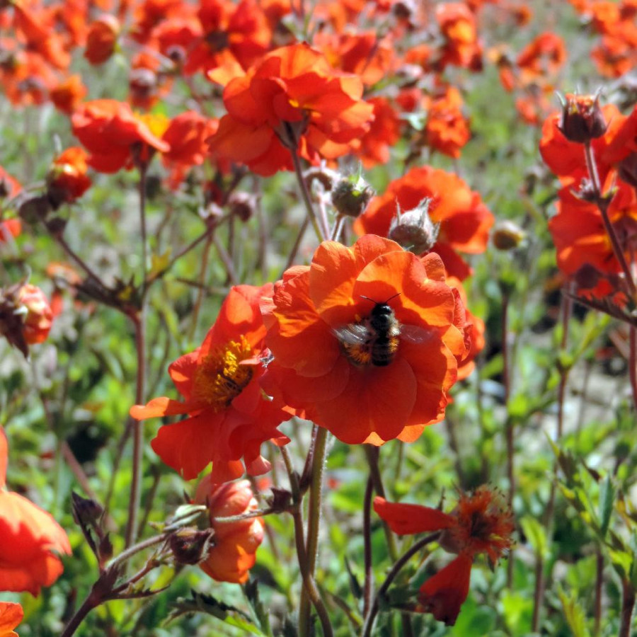 Plantes Vivaces GEUM 'Fire Opal' - Benoîte en vente - Pépinière Lepage .