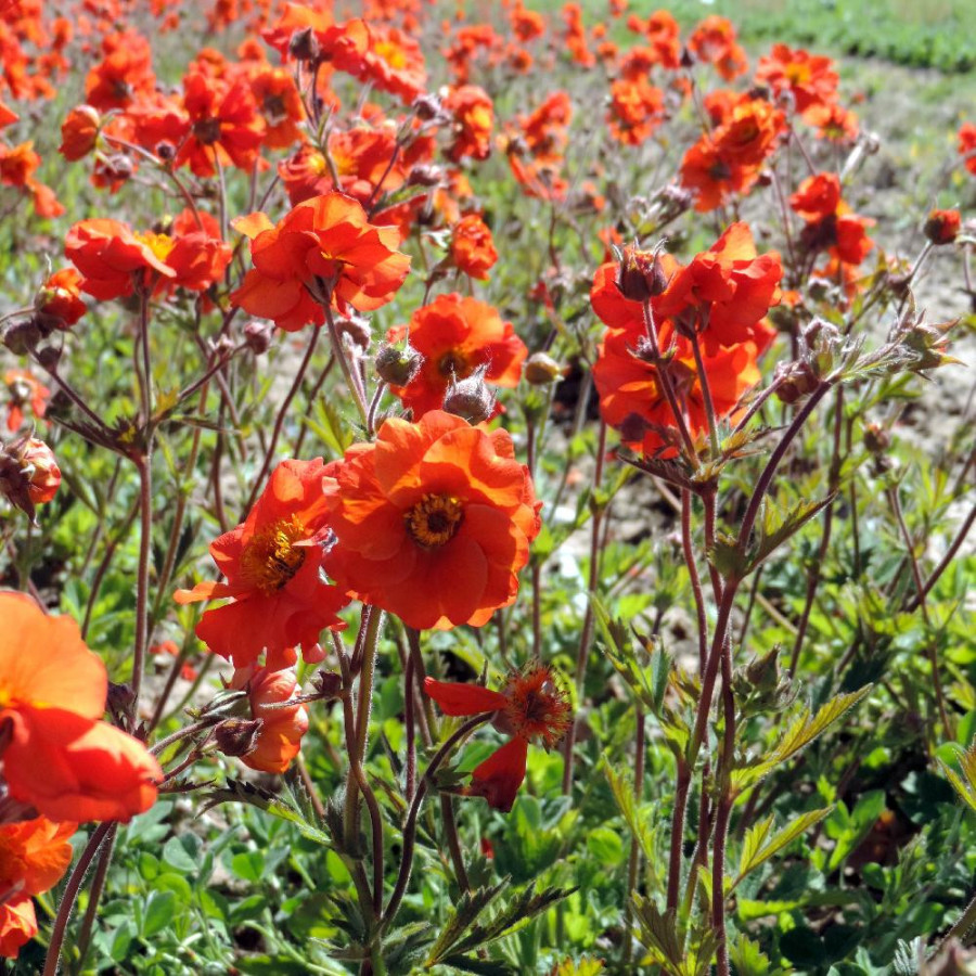 Plantes Vivaces GEUM 'Fire Opal' - Benoîte en vente - Pépinière Lepage .