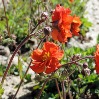 Plantes Vivaces GEUM 'Fire Opal' - Benoîte en vente - Pépinière Lepage .
