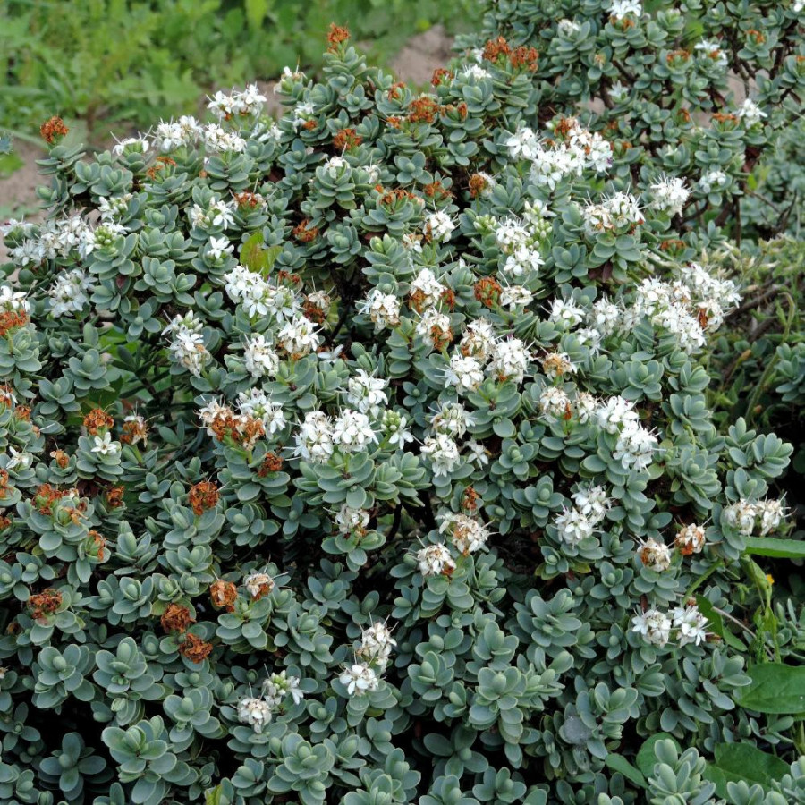 Plantes Vivaces HEBE carnosula - Véronique arbustive en vente - Pépinière Lepage .
