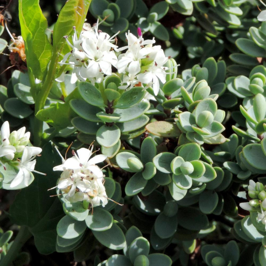 Plantes Vivaces HEBE carnosula - Véronique arbustive en vente - Pépinière Lepage .