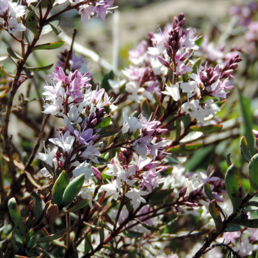 Plantes Vivaces HEBE 'Pink Paradise' ® - Véronique arbustive en vente - Pépinière Lepage .