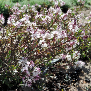 Plantes Vivaces HEBE 'Pink Paradise' ® - Véronique arbustive en vente - Pépinière Lepage .