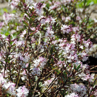 Plantes Vivaces HEBE 'Pink Paradise' ® - Véronique arbustive en vente - Pépinière Lepage .