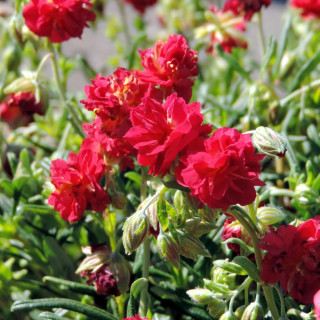 Plantes Vivaces HELIANTHEMUM 'Cerise Queen' - Hélianthème en vente - Pépinière Lepage .