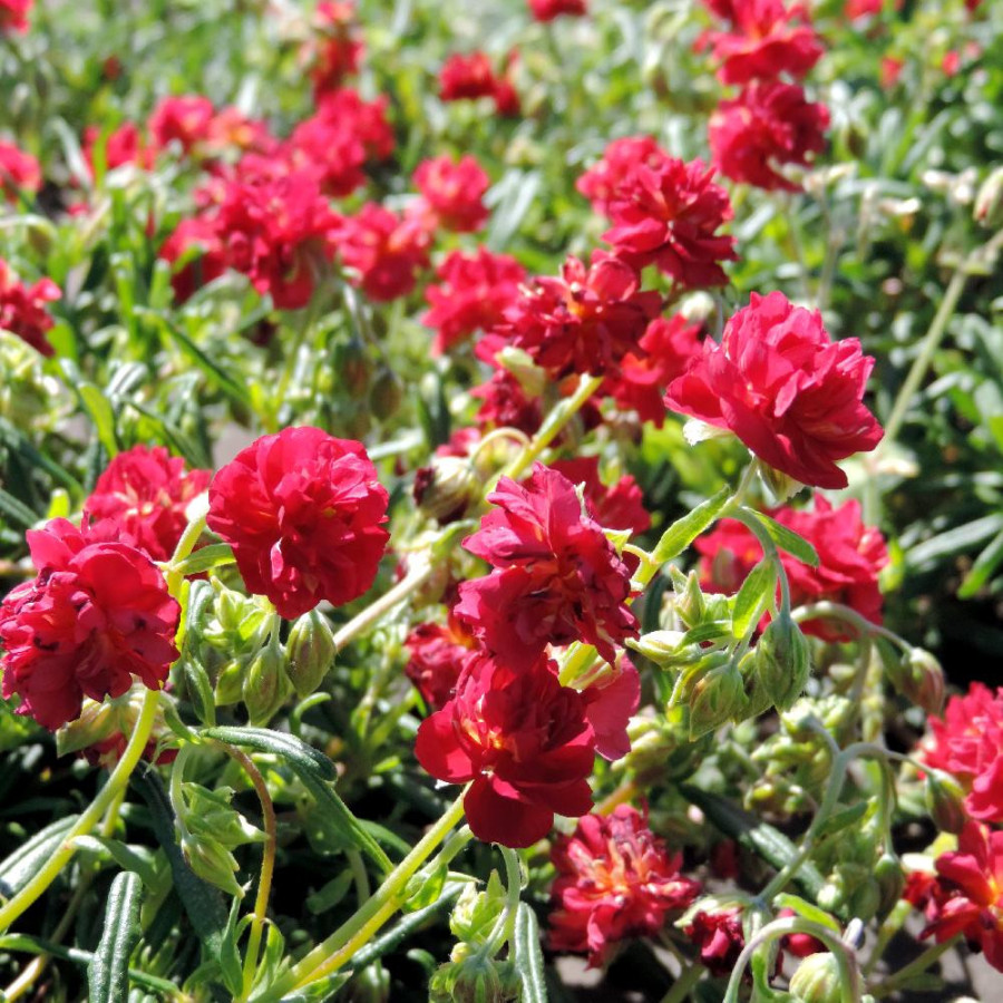 Plantes Vivaces HELIANTHEMUM 'Cerise Queen' - Hélianthème en vente - Pépinière Lepage .