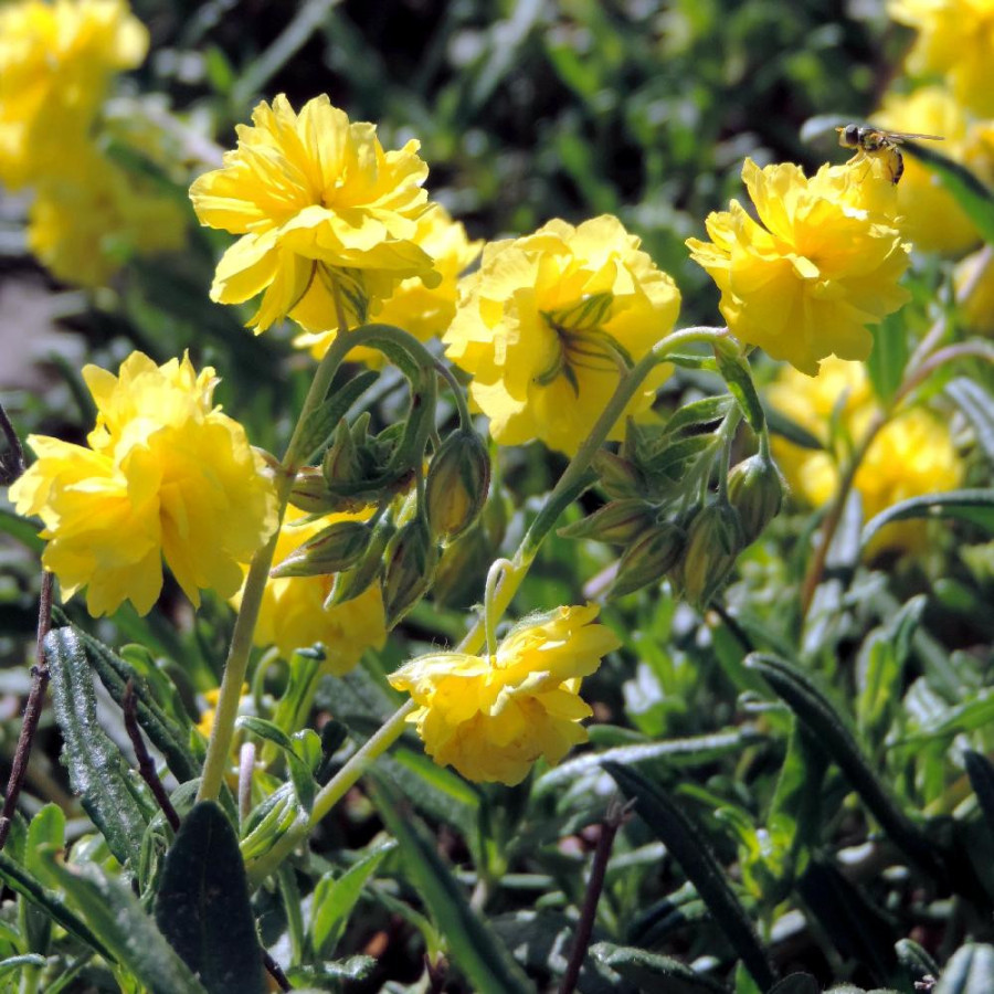 Plantes Vivaces HELIANTHEMUM 'Sulphureum Plenum' - Hélianthème en vente - Pépinière Lepage .