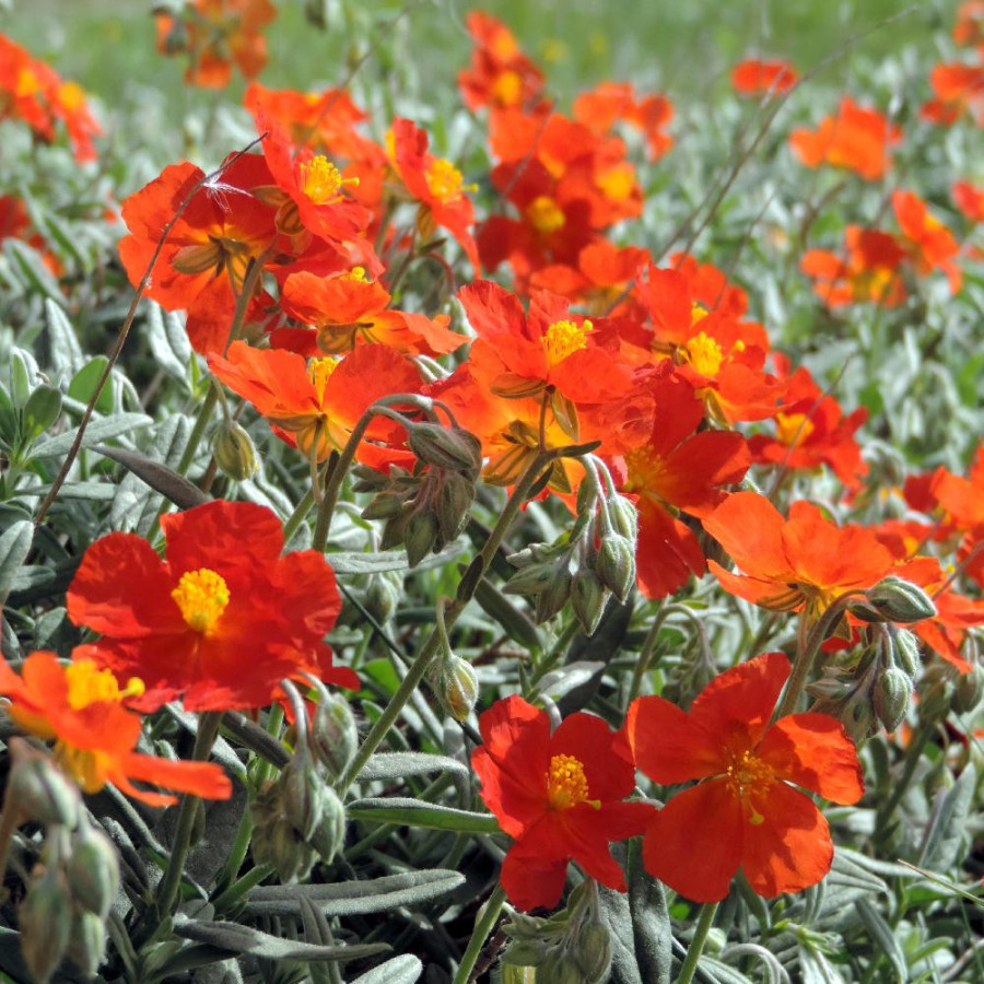 Plantes Vivaces HELIANTHEMUM 'Tomato Red' - Hélianthème en vente - Pépinière Lepage .