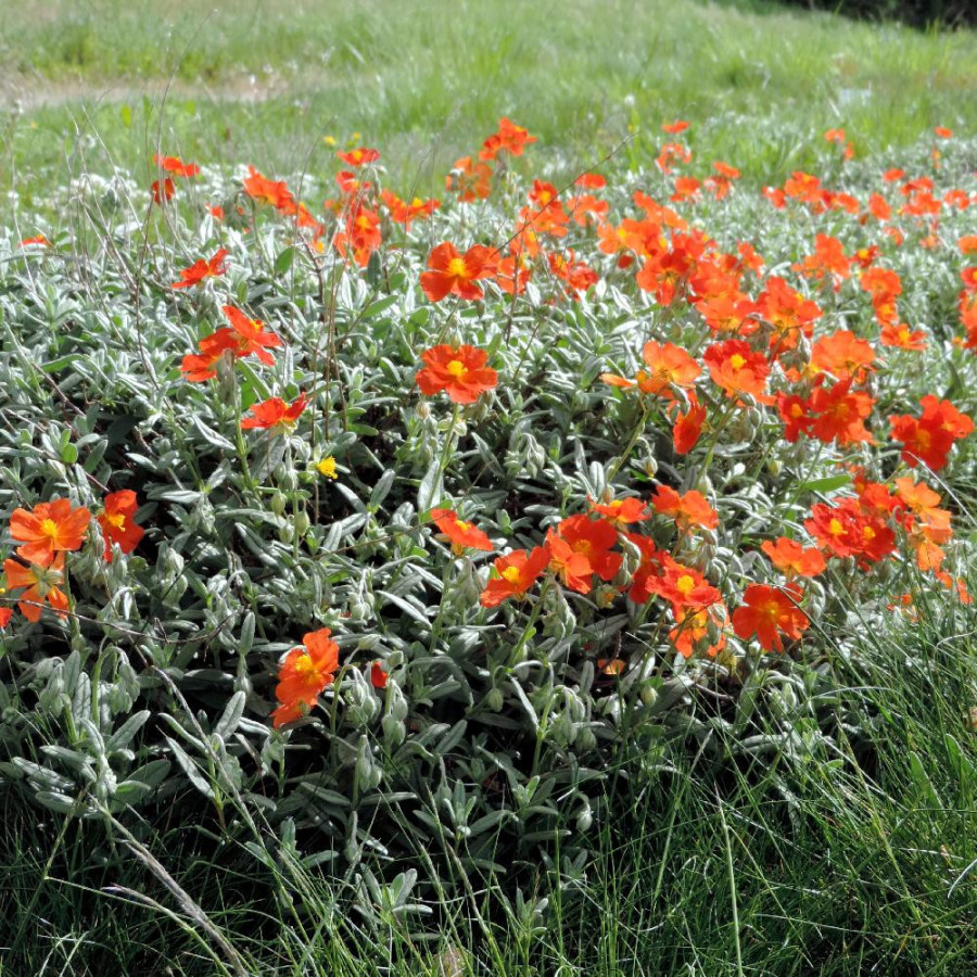 Plantes Vivaces HELIANTHEMUM 'Tomato Red' - Hélianthème en vente - Pépinière Lepage .
