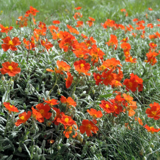 Plantes Vivaces HELIANTHEMUM 'Tomato Red' - Hélianthème en vente - Pépinière Lepage .