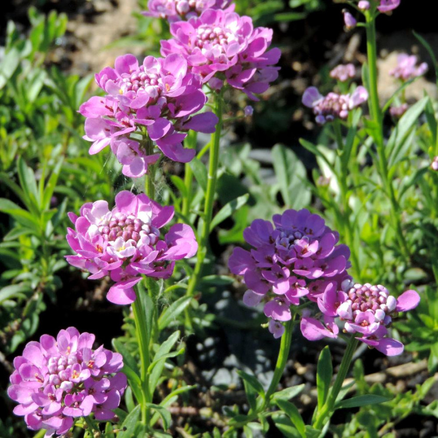 Plantes Vivaces IBERIS 'Absolutely Amethyst' - Thlaspi vivace en vente - Pépinière Lepage .