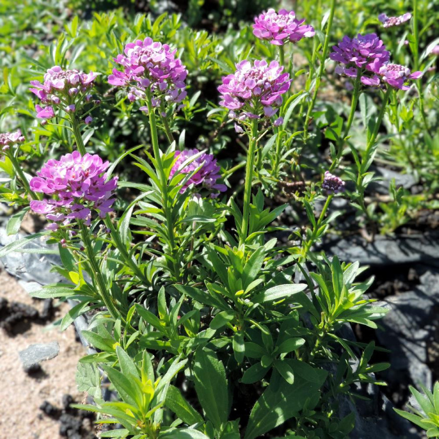Plantes Vivaces IBERIS 'Absolutely Amethyst' - Thlaspi vivace en vente - Pépinière Lepage .