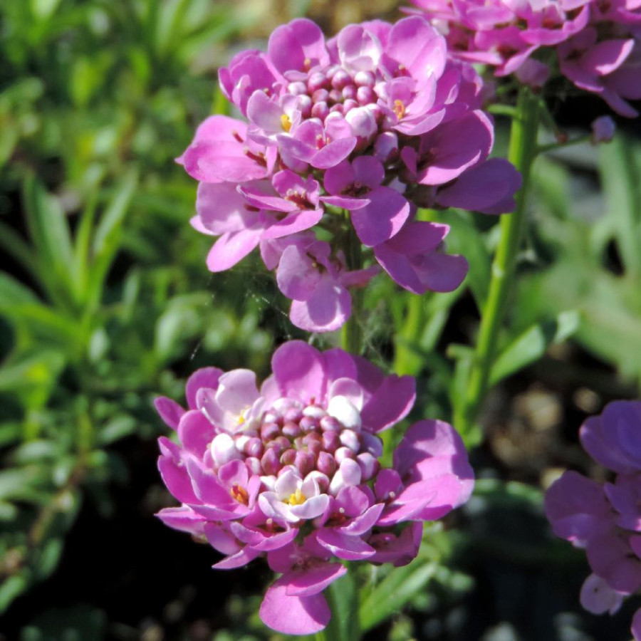 Plantes Vivaces IBERIS 'Absolutely Amethyst' - Thlaspi vivace en vente - Pépinière Lepage .