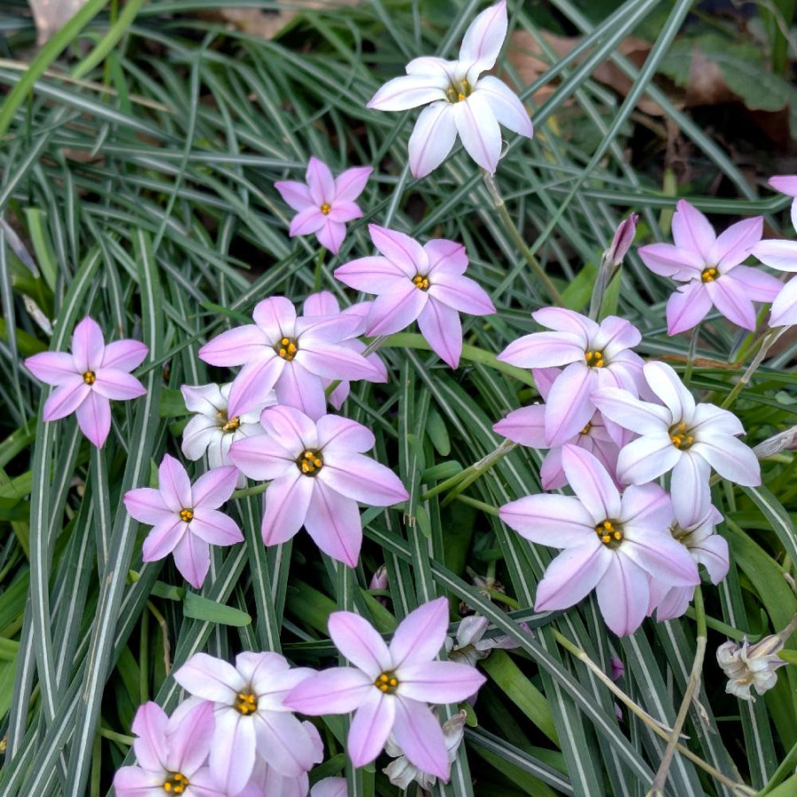 Plantes Vivaces IPHEION 'Tessa'® - Etoile de Printemps  en vente - Pépinière Lepage .