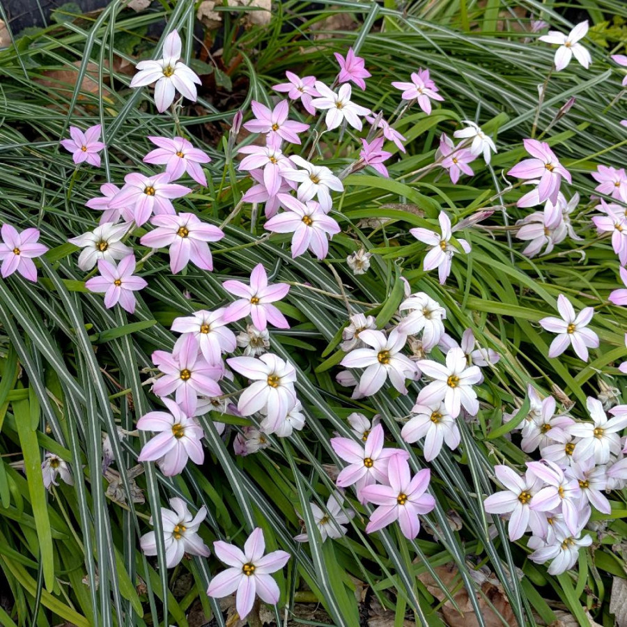 Plantes Vivaces IPHEION 'Tessa'® - Etoile de Printemps  en vente - Pépinière Lepage .