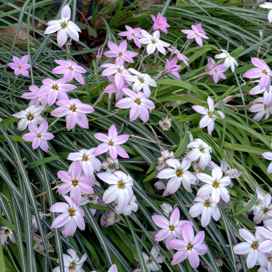 Plantes Vivaces IPHEION 'Tessa'® - Etoile de Printemps  en vente - Pépinière Lepage .