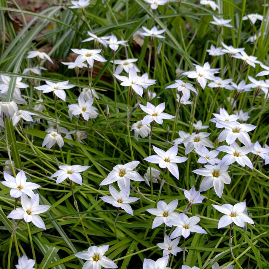 Plantes Vivaces IPHEION uniflorum 'Album' en vente - Pépinière Lepage .