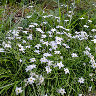 Plantes Vivaces IPHEION uniflorum 'Album' en vente - Pépinière Lepage .