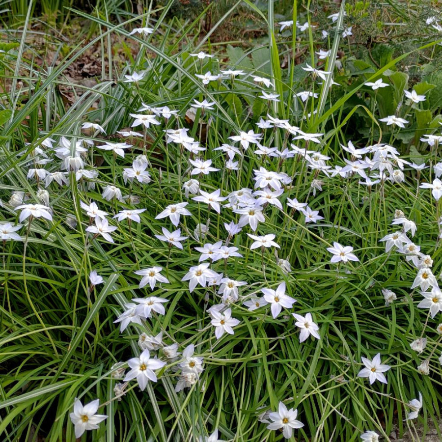 Plantes Vivaces IPHEION uniflorum 'Album' en vente - Pépinière Lepage .