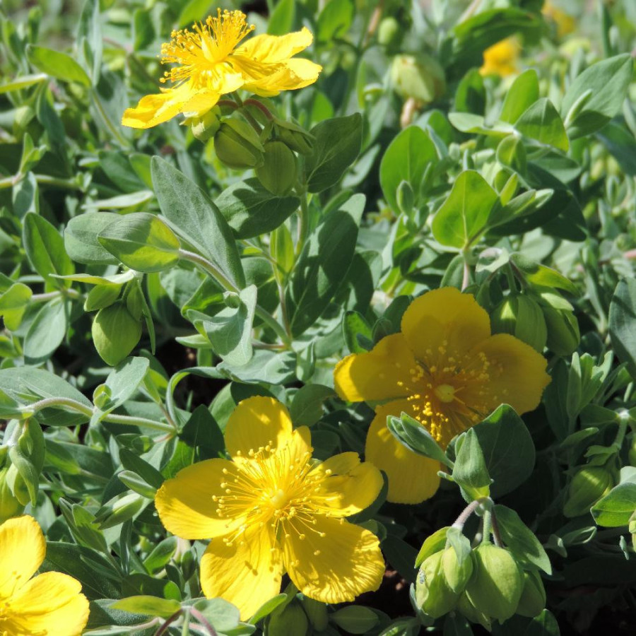 Plantes Vivaces HYPERICUM cerastioides - Millepertuis en vente - Pépinière Lepage .