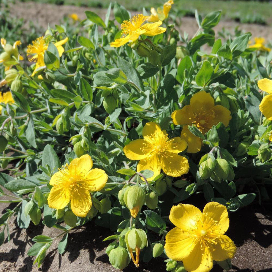 Plantes Vivaces HYPERICUM cerastioides - Millepertuis en vente - Pépinière Lepage .
