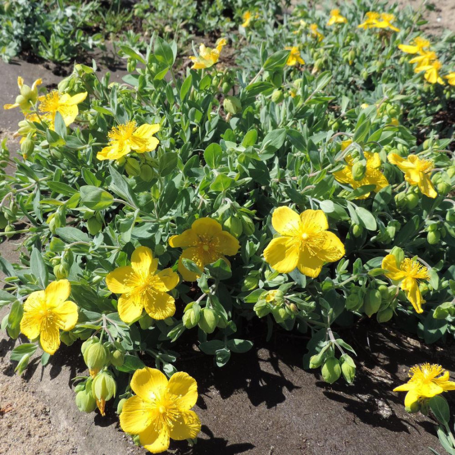 Plantes Vivaces HYPERICUM cerastioides - Millepertuis en vente - Pépinière Lepage .
