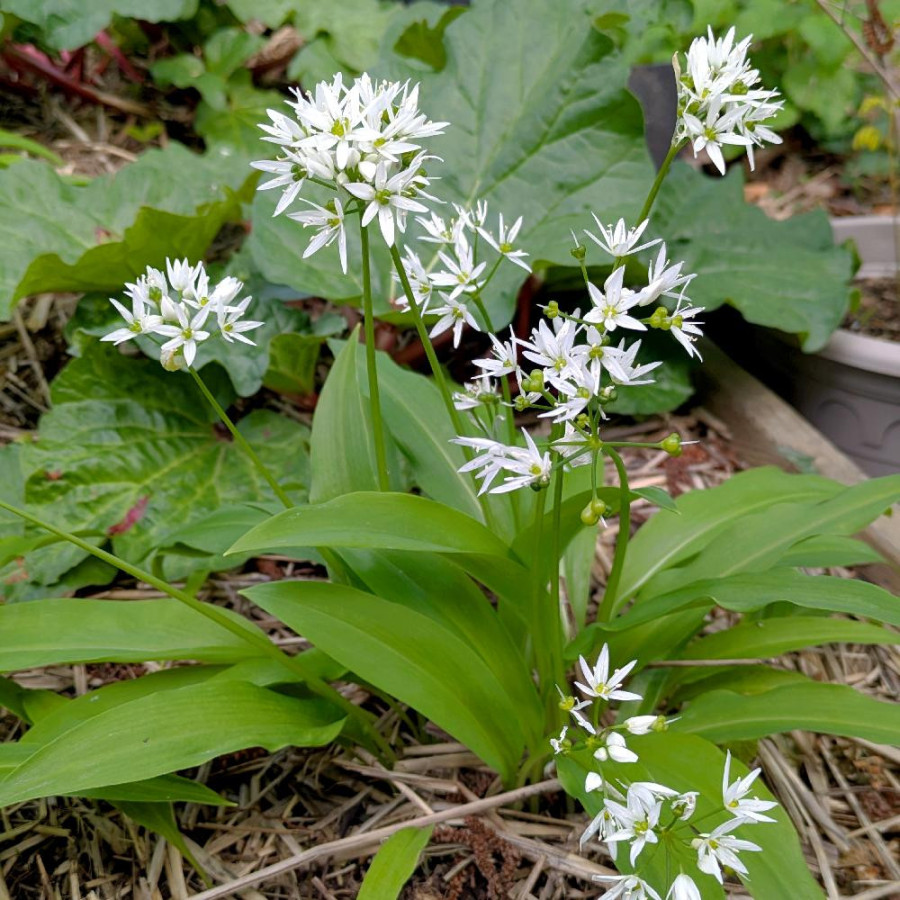 Plantes Vivaces ALLIUM ursinum - Ail des ours en vente - Pépinière Lepage .