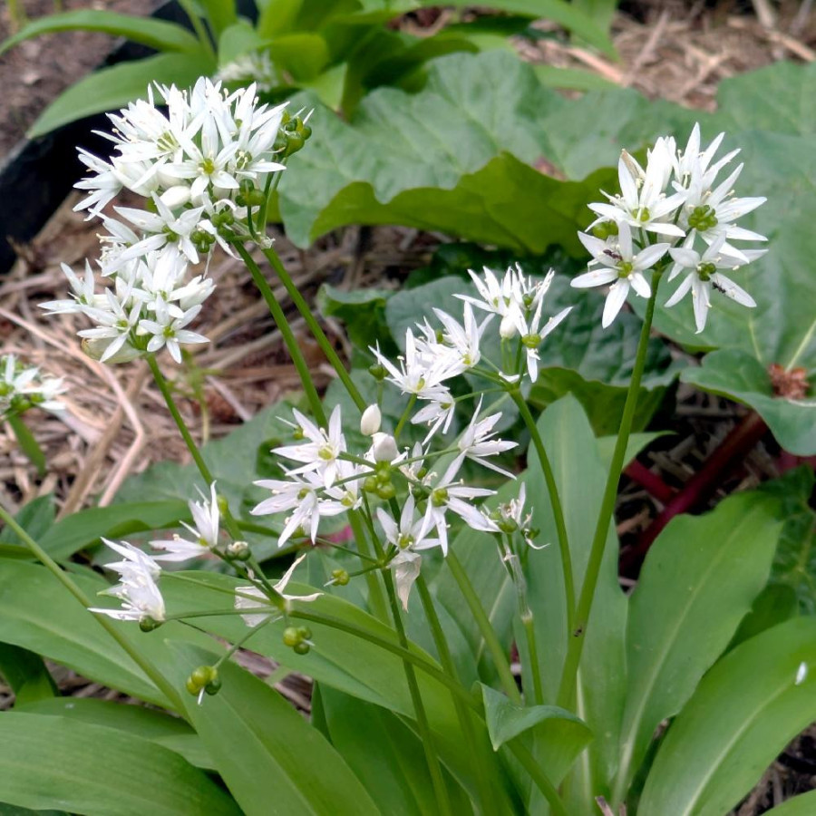 Plantes Vivaces ALLIUM ursinum - Ail des ours en vente - Pépinière Lepage .