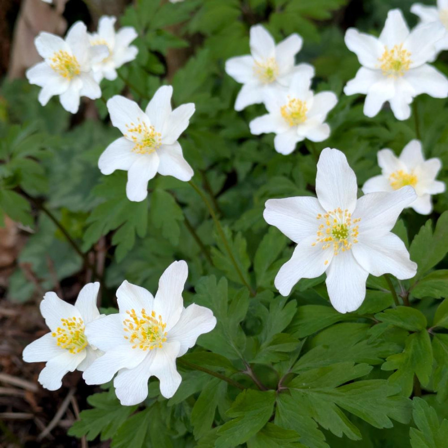 Plantes Vivaces ANEMONE nemorosa  - Anémone des Bois en vente - Anémone sylvie en vente - Pépinière Lepage .