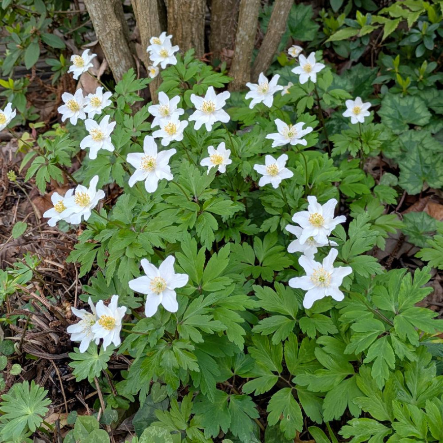 Plantes Vivaces ANEMONE nemorosa  - Anémone des Bois en vente - Anémone sylvie en vente - Pépinière Lepage .