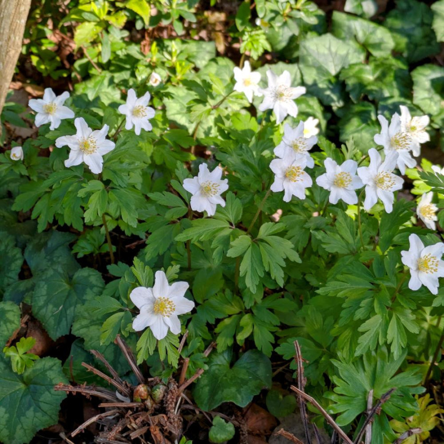 Plantes Vivaces ANEMONE nemorosa  - Anémone des Bois en vente - Anémone sylvie en vente - Pépinière Lepage .