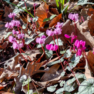 Plantes Vivaces CYCLAMEN coum - Cyclamen de l'île de Cos en vente - Pépinière Lepage .