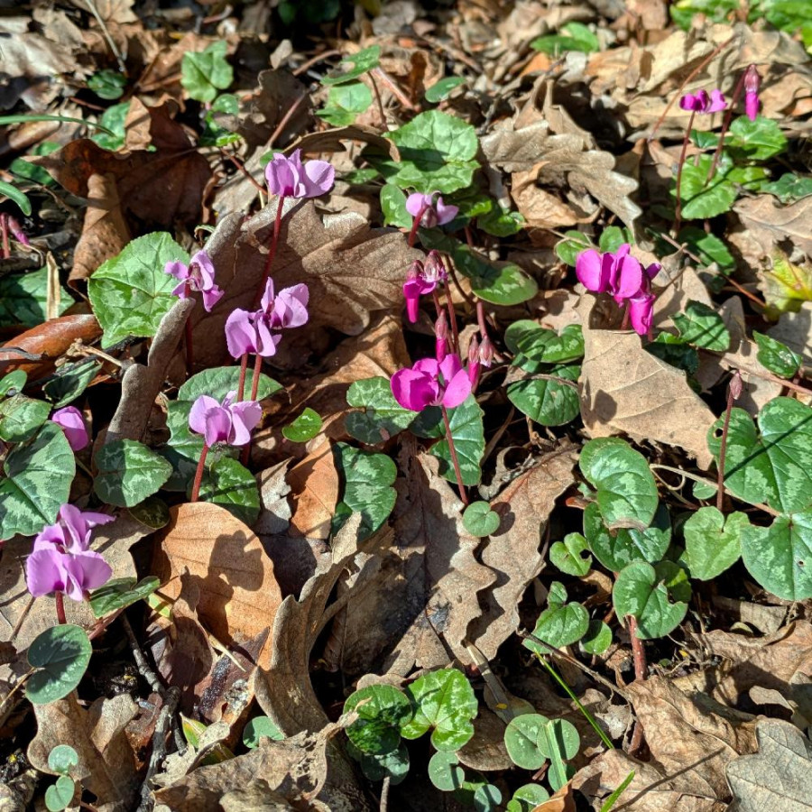 Plantes Vivaces CYCLAMEN coum - Cyclamen de l'île de Cos en vente - Pépinière Lepage .
