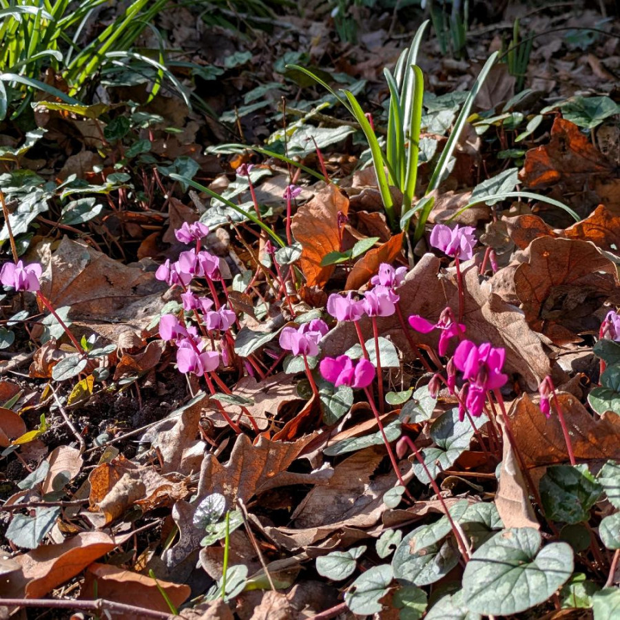 Plantes Vivaces CYCLAMEN coum - Cyclamen de l'île de Cos en vente - Pépinière Lepage .