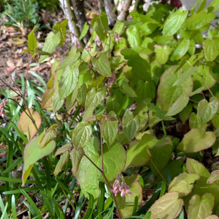 Plantes Vivaces EPIMEDIUM cantabrigiense - Fleur des Elfes en vente - Pépinière Lepage .