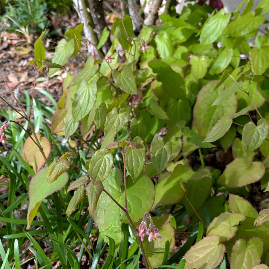 Plantes Vivaces EPIMEDIUM cantabrigiense - Fleur des Elfes en vente - Pépinière Lepage .