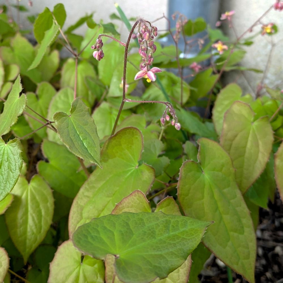 Plantes Vivaces EPIMEDIUM cantabrigiense - Fleur des Elfes en vente - Pépinière Lepage .