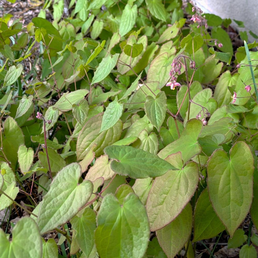 Plantes Vivaces EPIMEDIUM cantabrigiense - Fleur des Elfes en vente - Pépinière Lepage .