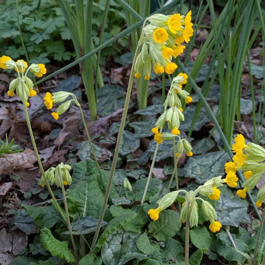 Plantes Vivaces PRIMULA veris - Primevère en vente - Coucou en vente - Pépinière Lepage .