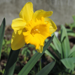 NARCISSUS 'Standard Value'