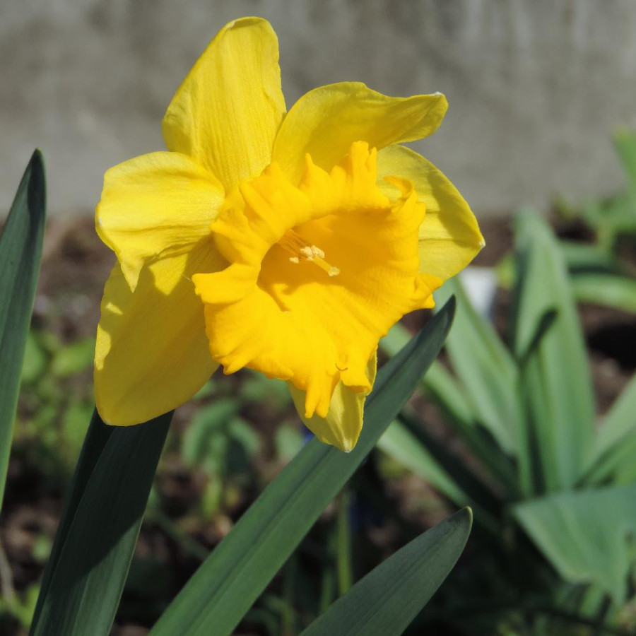 NARCISSUS 'Standard Value'