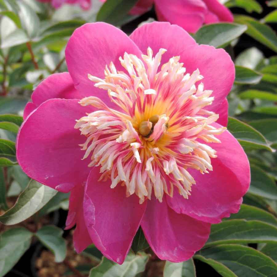 Plantes Vivaces PAEONIA 'Kino-Kimo' - Pivoine en vente - Pépinière Lepage .