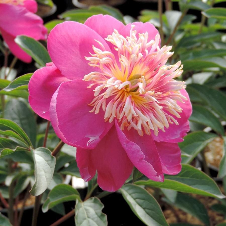Plantes Vivaces PAEONIA 'Kino-Kimo' - Pivoine en vente - Pépinière Lepage .